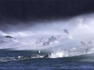 dauphins-south africa.jpg